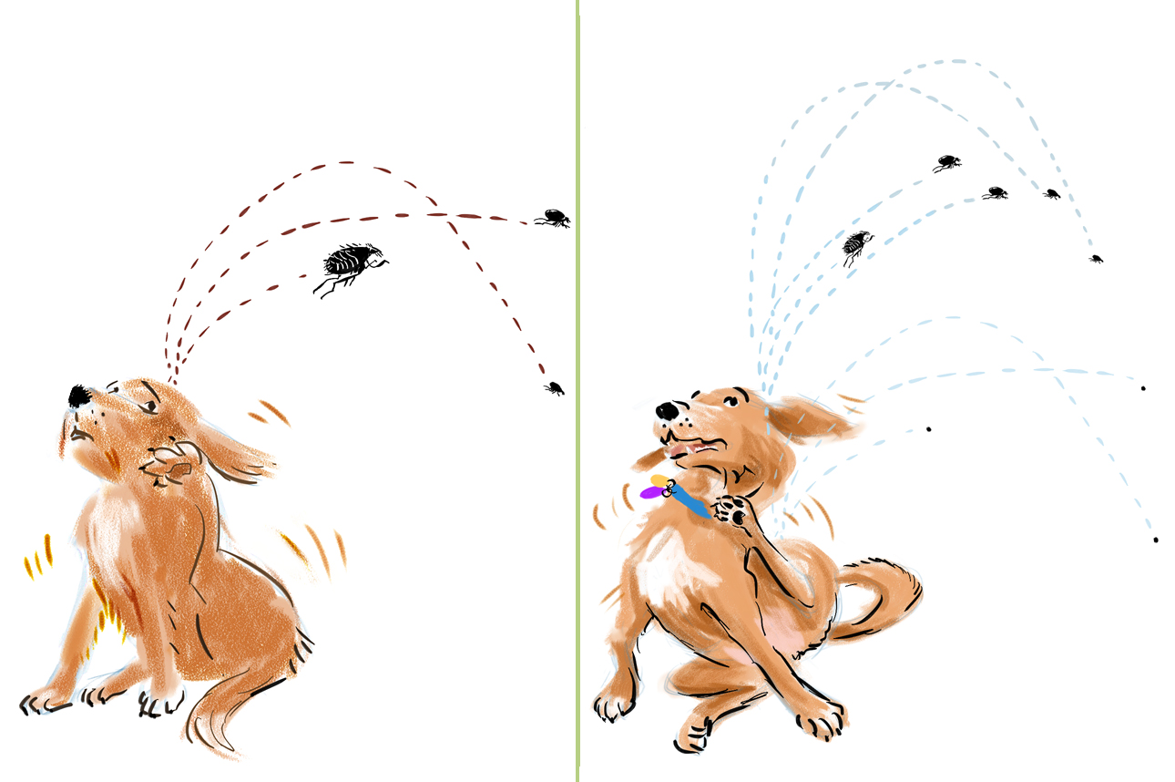 Build muscle with 5 reps, how do fleas jump so high chords, best