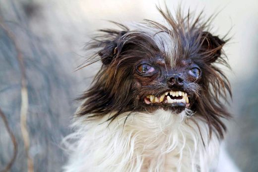 2014-world-ugliest-dog-contest-peanut-medium.jpg